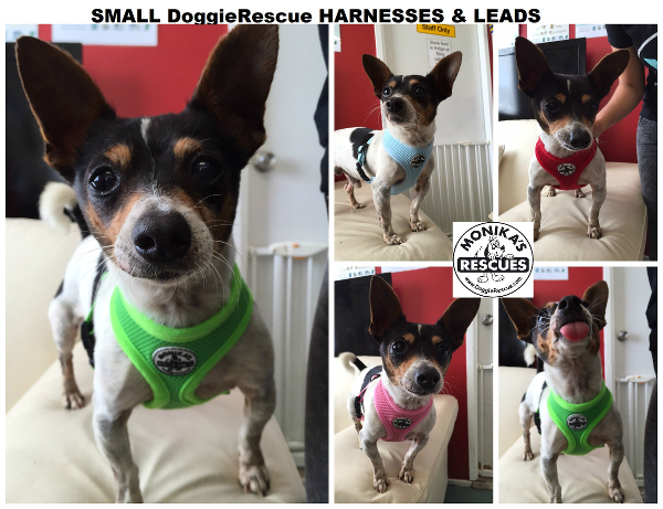 Doggie Rescue Harnesses - Small